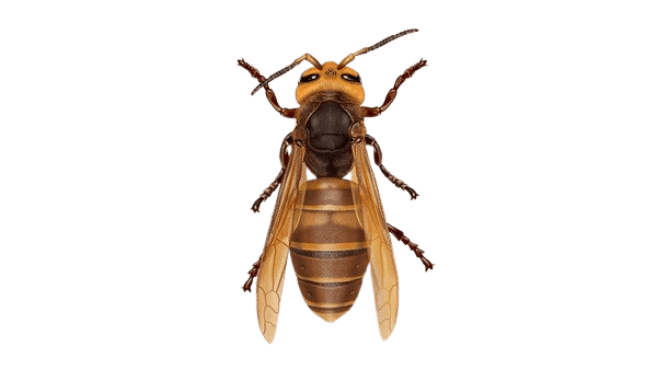 Wasps Control Sydney